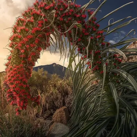 Almar Con Ac, Cristianos *